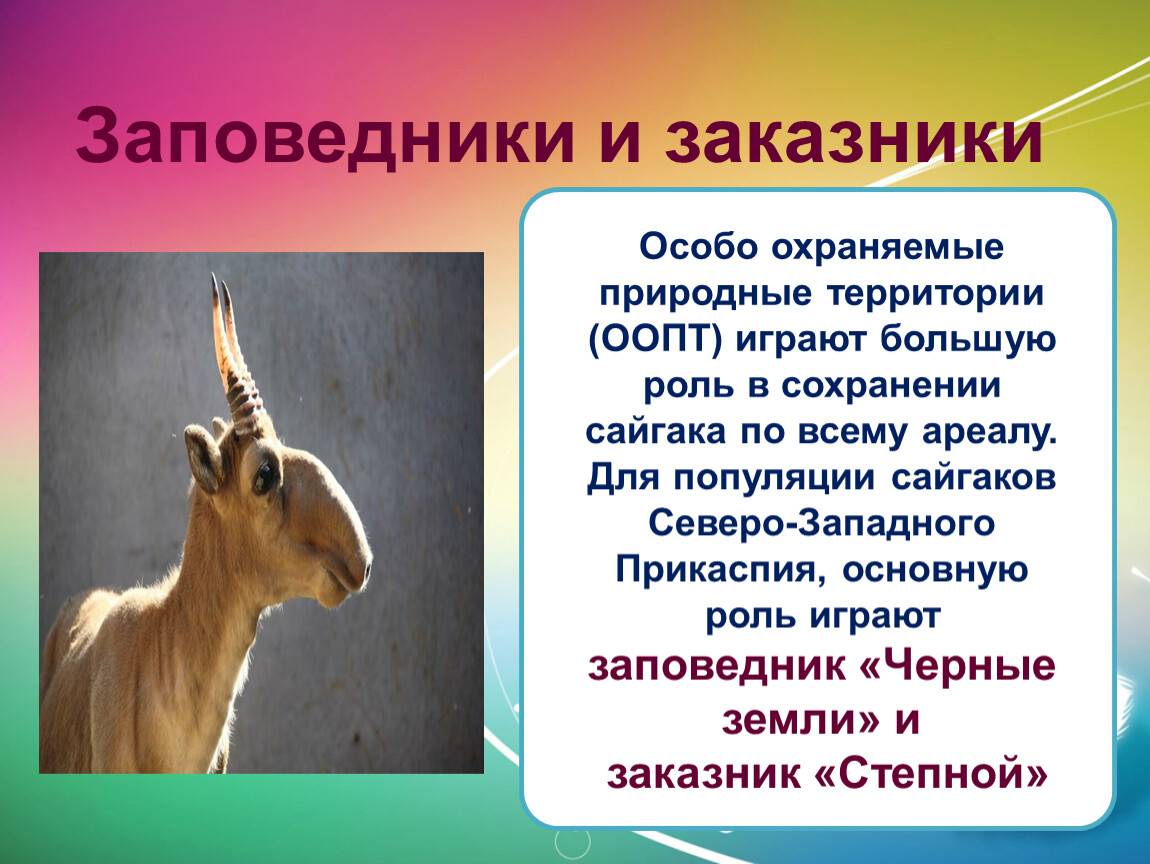 Сайгак: описание животного из красной книги, интересные факты, фото сайгака из дикой природы