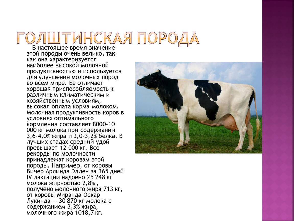 Черно-пестрая порода коров – характеристика и содержание