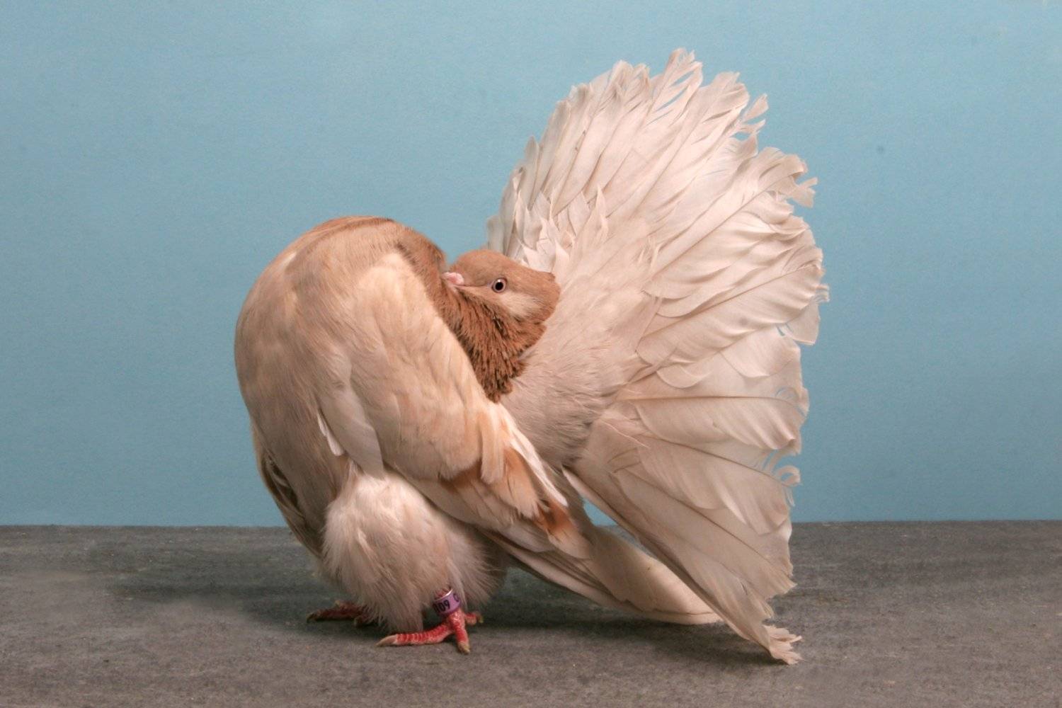 Декоративные породы голубей: фото и описание