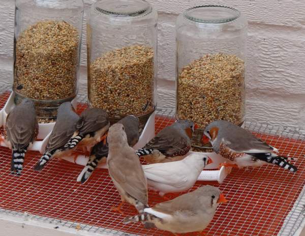 Чем кормить амадин в домашних условиях: правила кормления птиц