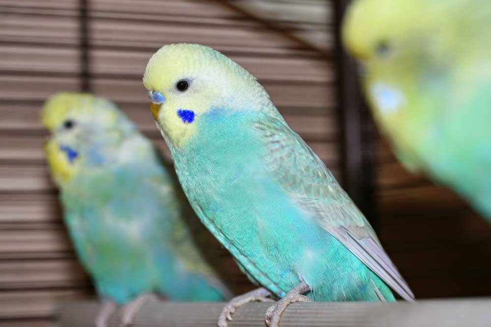 Радужные попугаи волнистые — domdrug