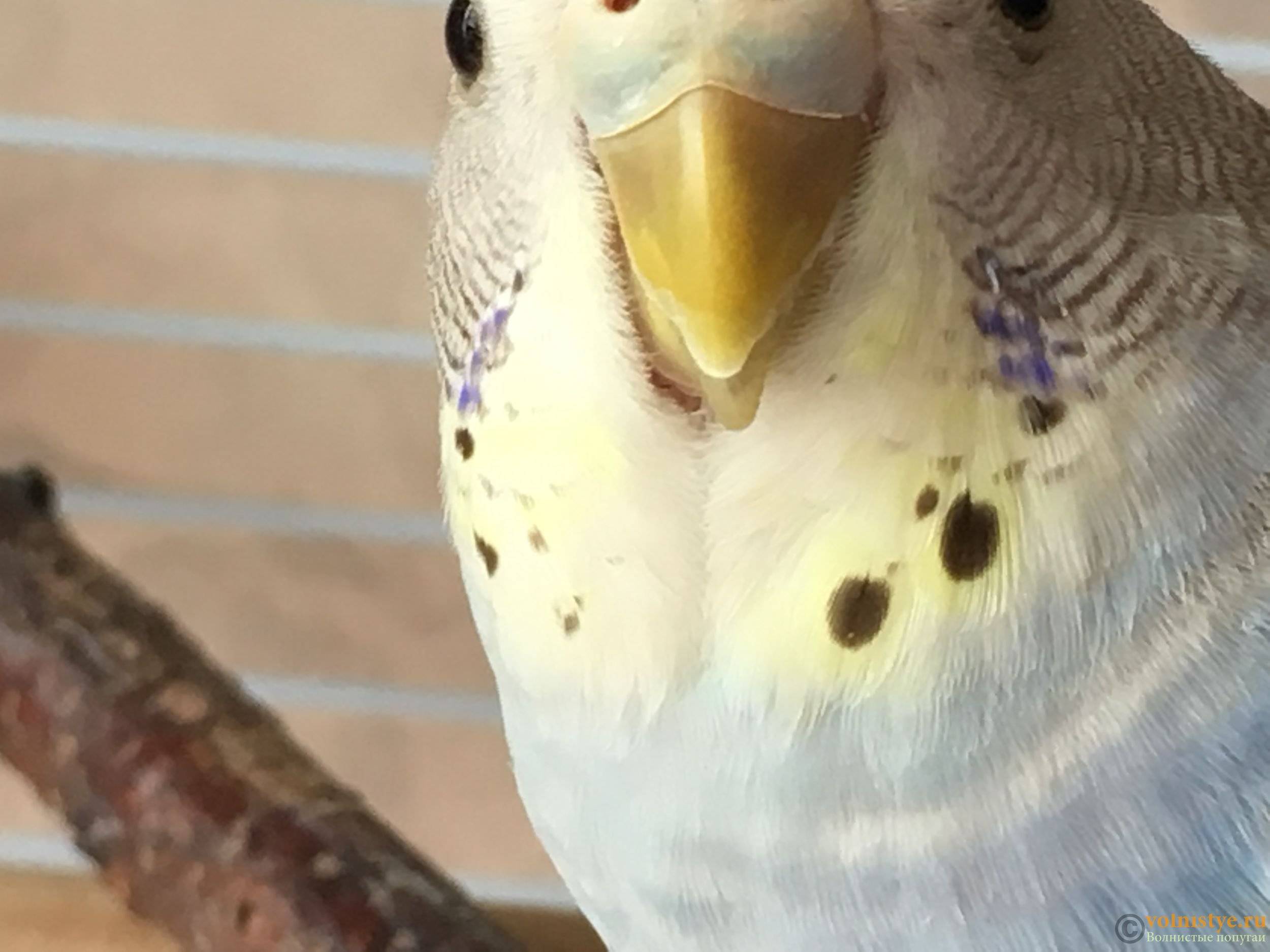 Слоится клюв у волнистого попугая — причины и что делать?