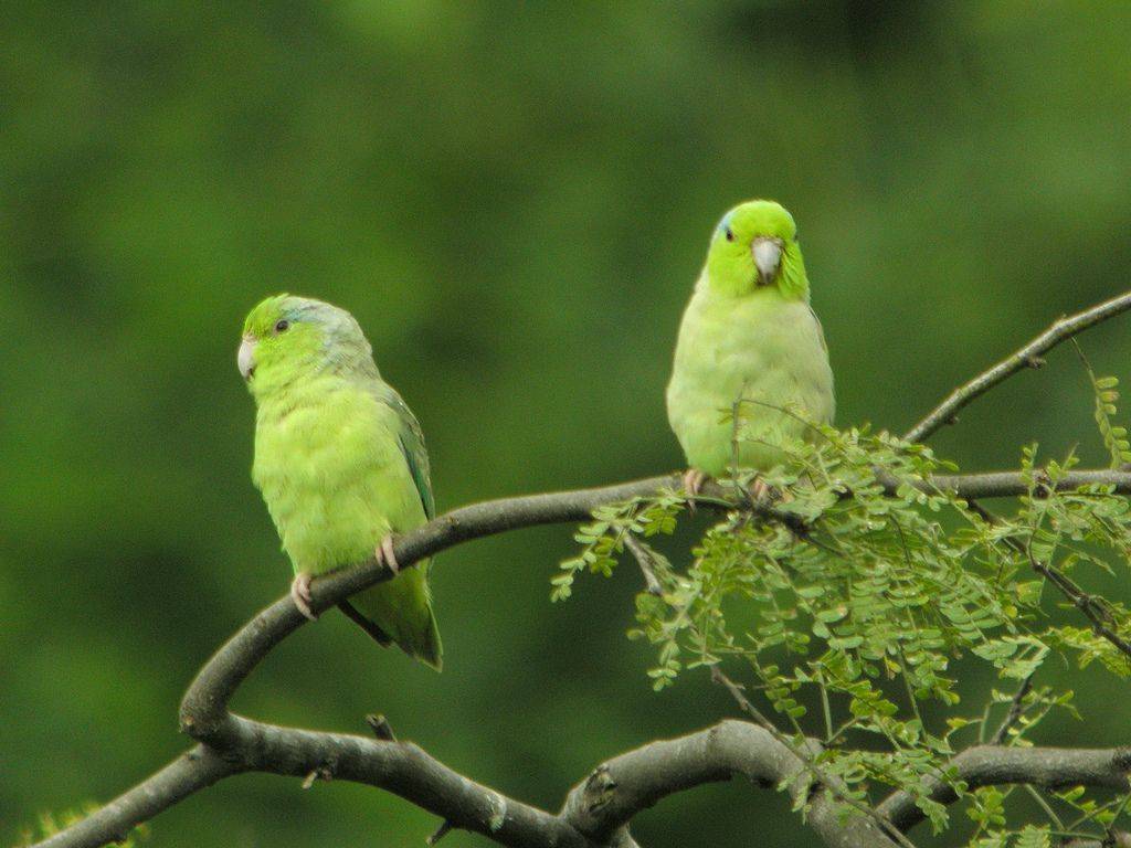 Волнистый попугай. образ жизни и среда обитания волнистого попугая