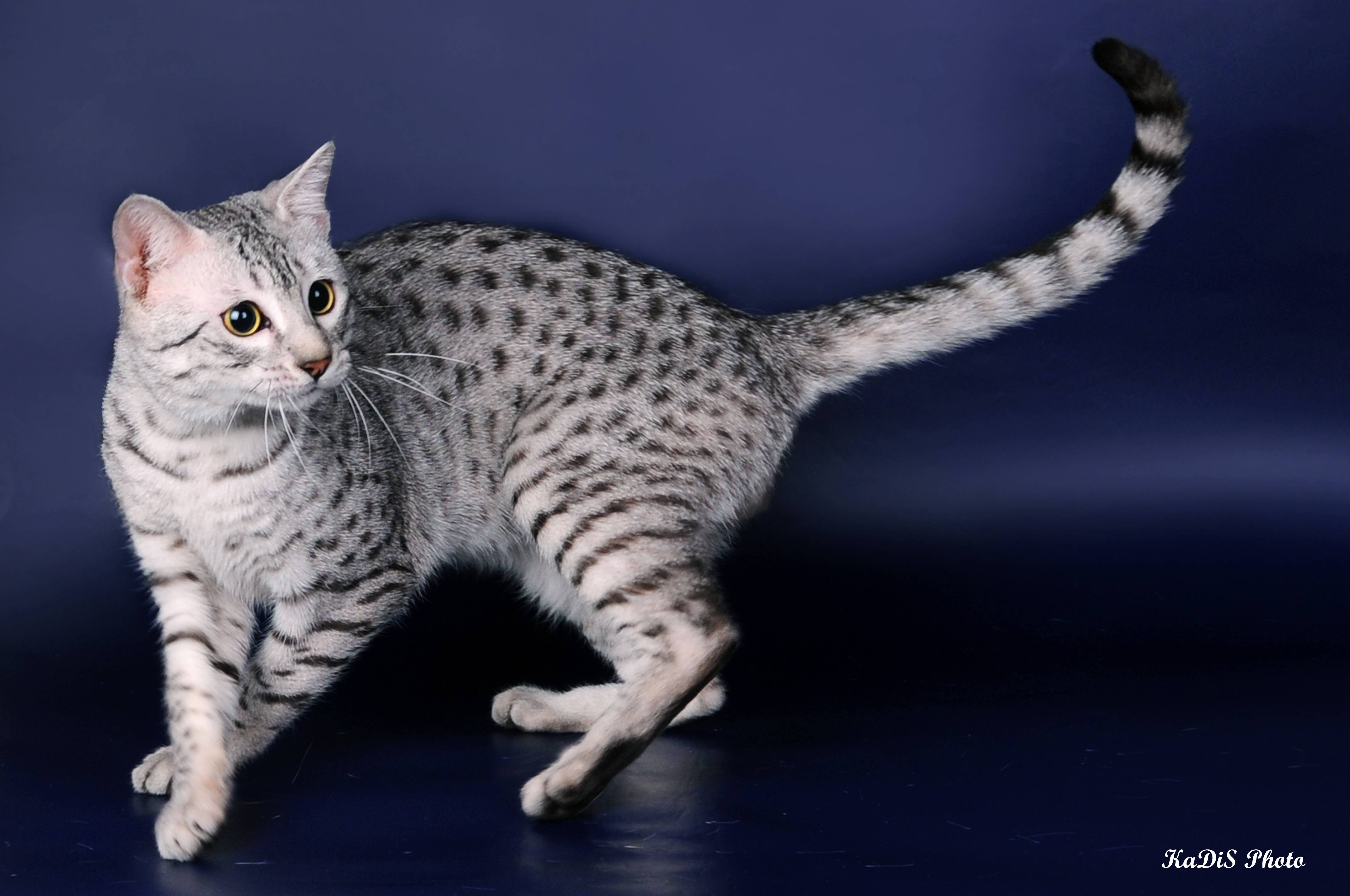 Египетская кошка мау: описание породы, характер, здоровье