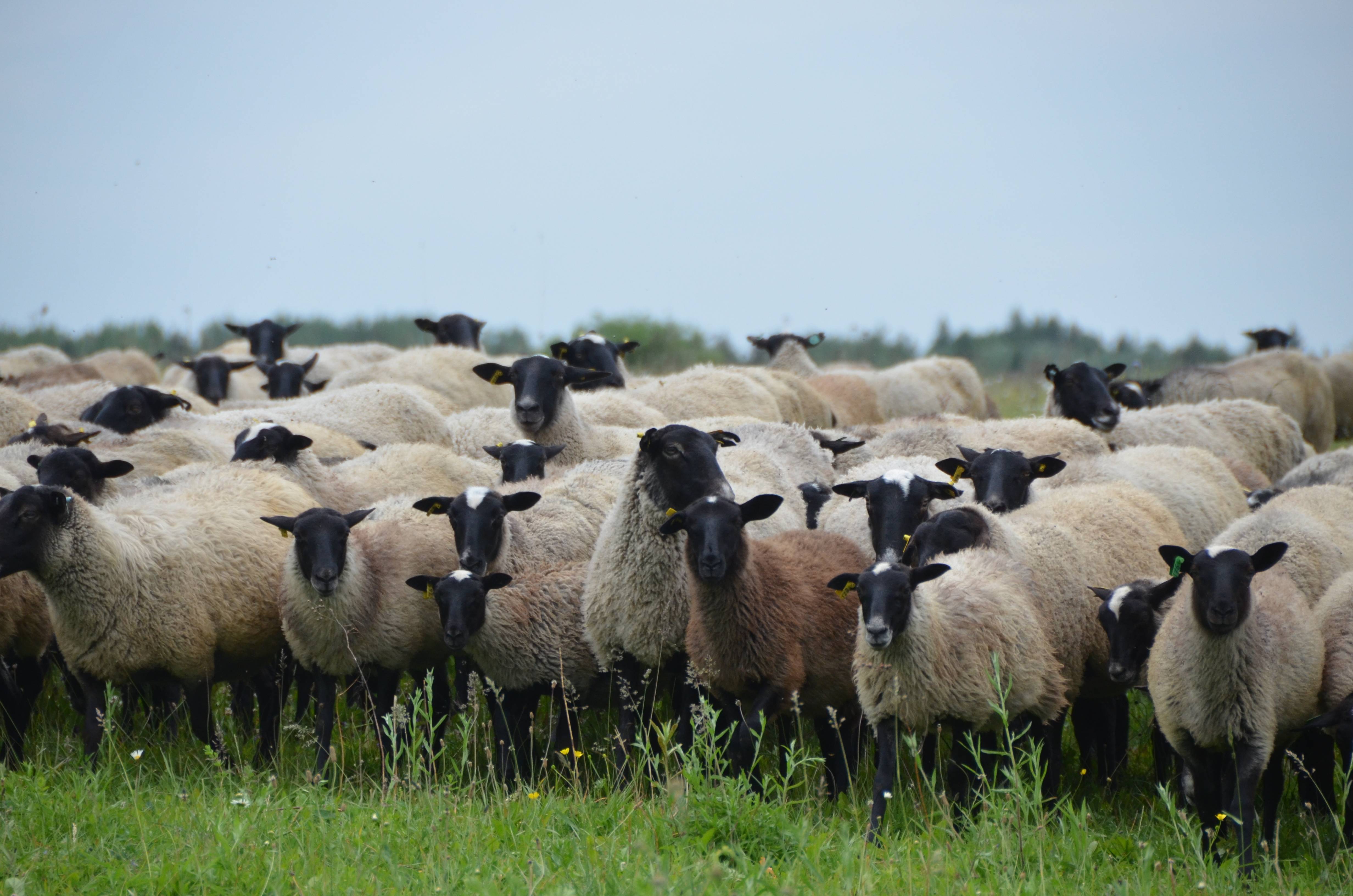 Описание и характеристика овец романовской породы, разведение и кормление