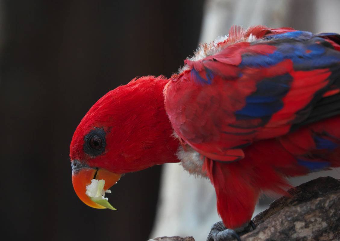 Классификация попугаев: виды, фото и названия