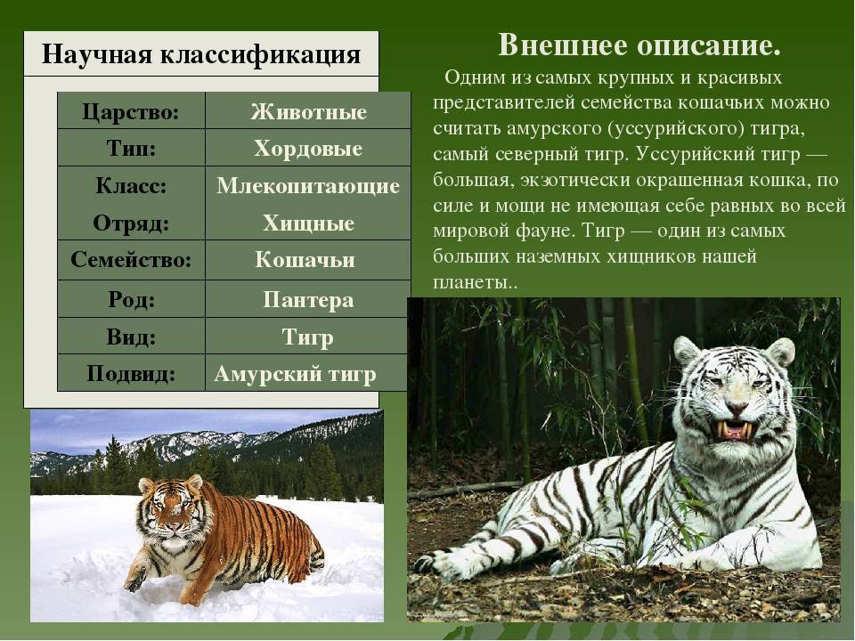 Тигр амурский (уссурийский, дальневосточный) — panthera tigris altaica