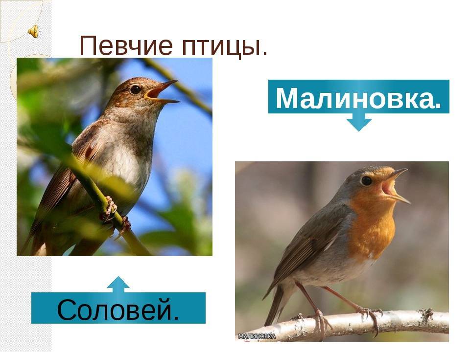 ᐉ певчие птицы россии: фото с названиями - zoovet24.ru