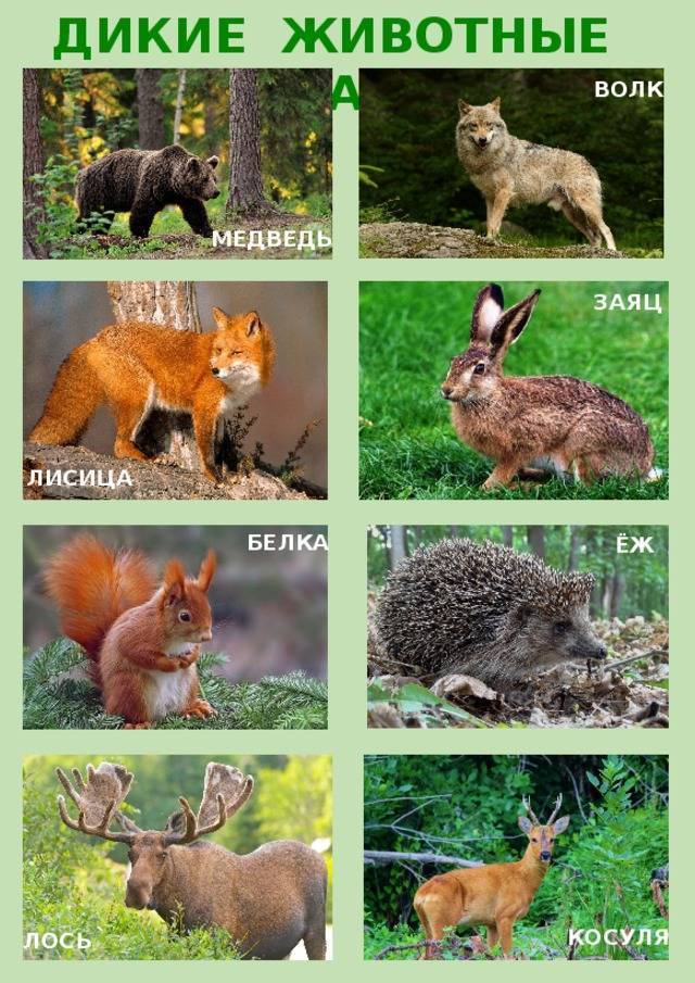 Животные краснодарского края. описание, названия, виды и фото животных краснодарского края
