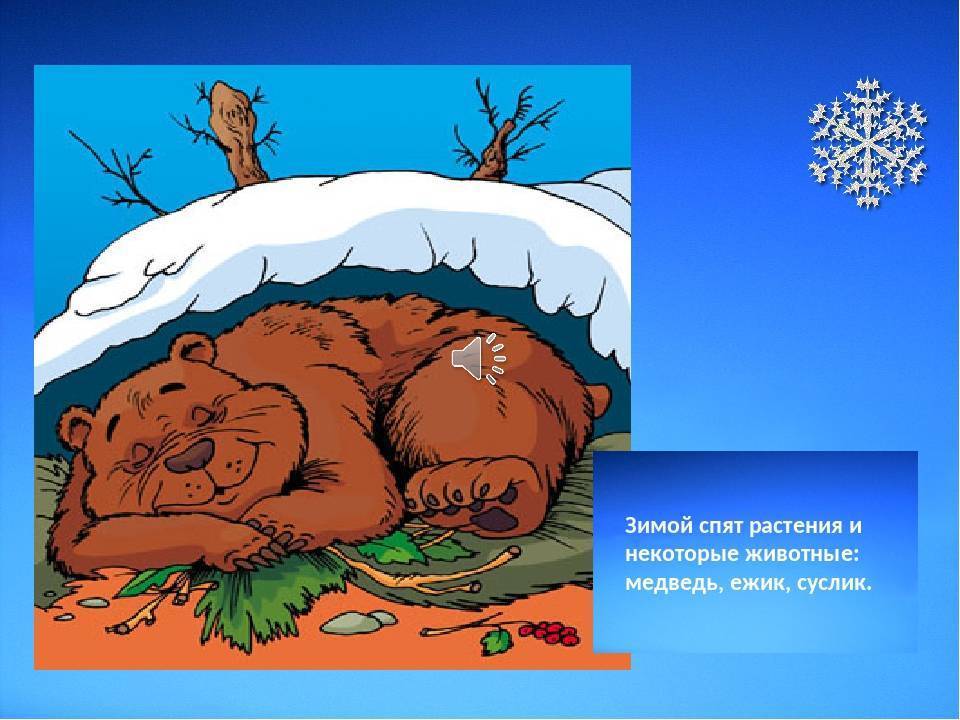 «почему медведи спят зимой»