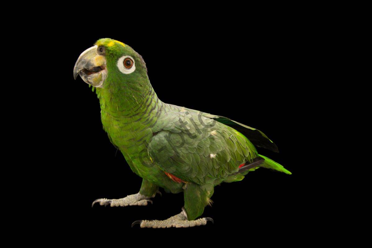 Попугай амазон – виды и описание, фото и видео, чем питается, особенности