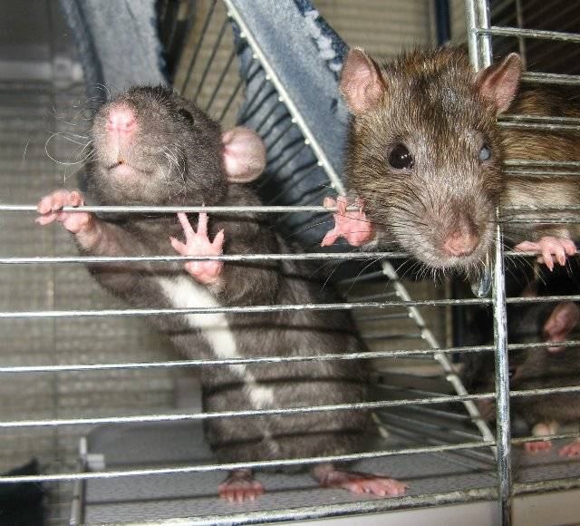 Крыса серая: описание, фото, среда обитания, размножение :: syl.ru