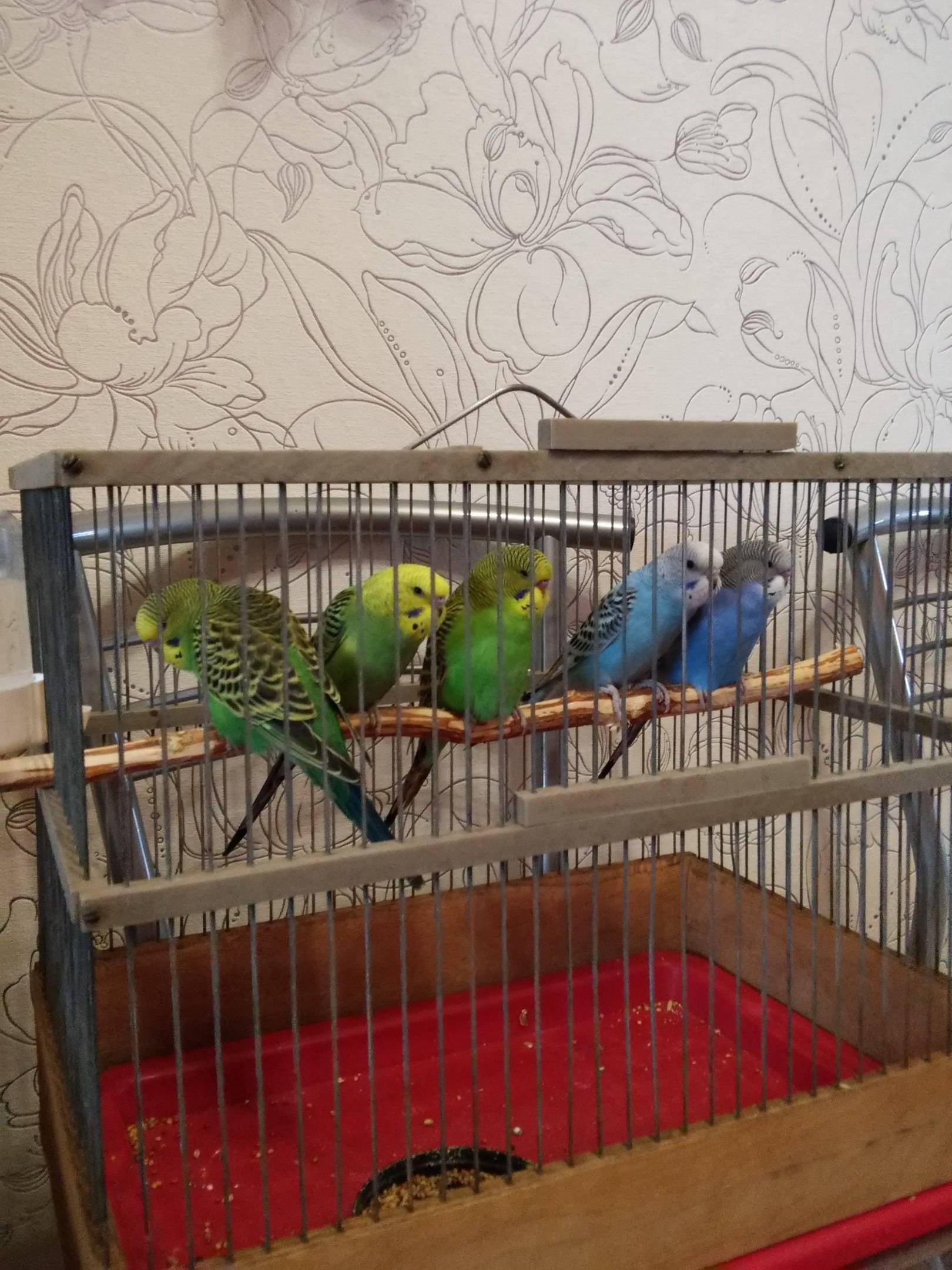 Разведение попугаев в домашних условиях как бизнес - идея бизнеса