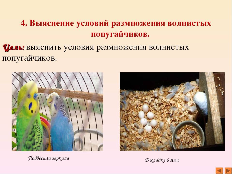 Как разводить волнистых попугаев, особенности размножения