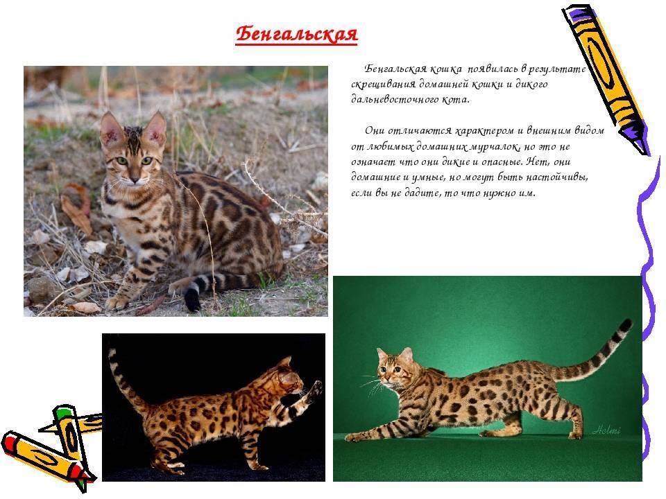 Бенгальская кошка: порода, описание, характеристики, размер домашней особи, история, как выглядит взрослая и котенок