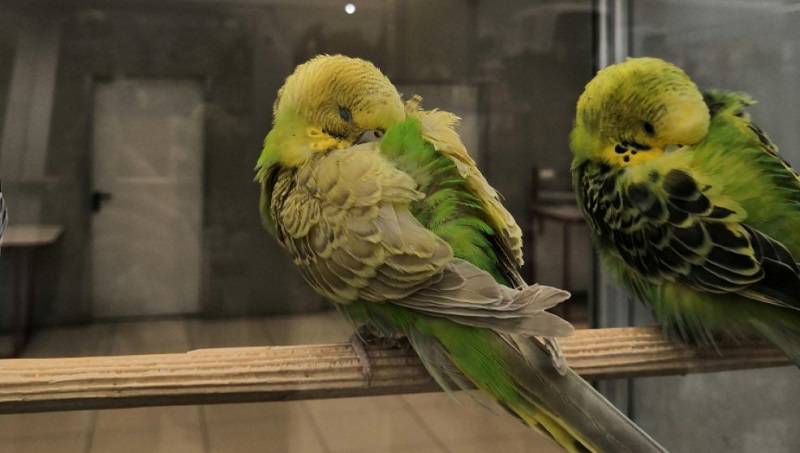 Как спят волнистые попугаи | сколько спят волнистики