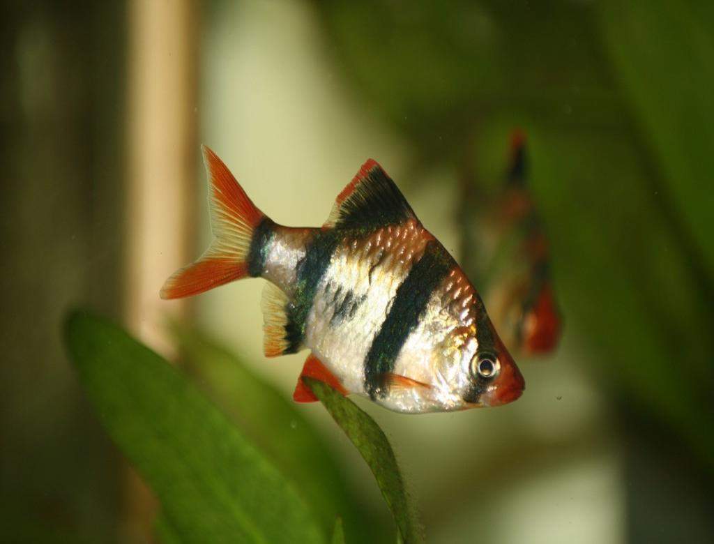 Рыбка в полоску – суматранский барбус