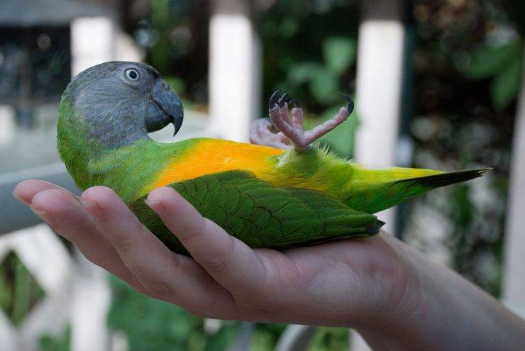 Сенегальский длиннокрылый попугай - подвиды, уход и содержание