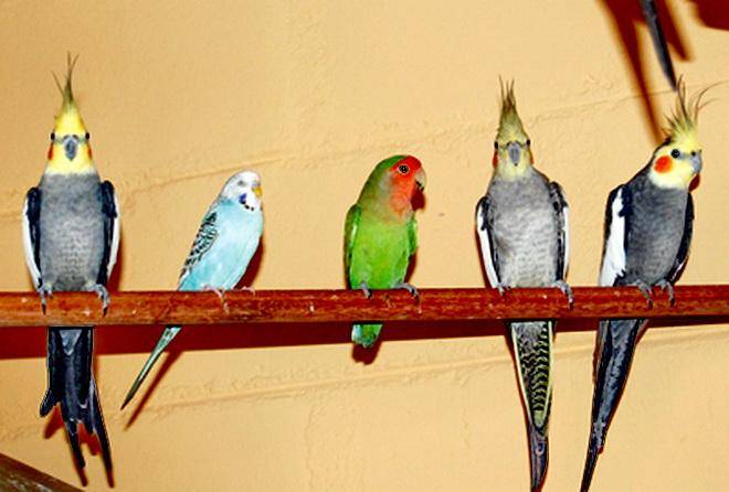 Попугаи неразлучники: виды, описание, содержание и уход