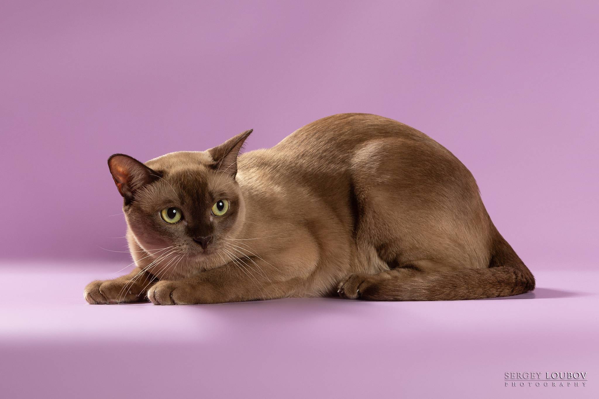 Бурманская кошка: все о породе, описание характера, правила ухода