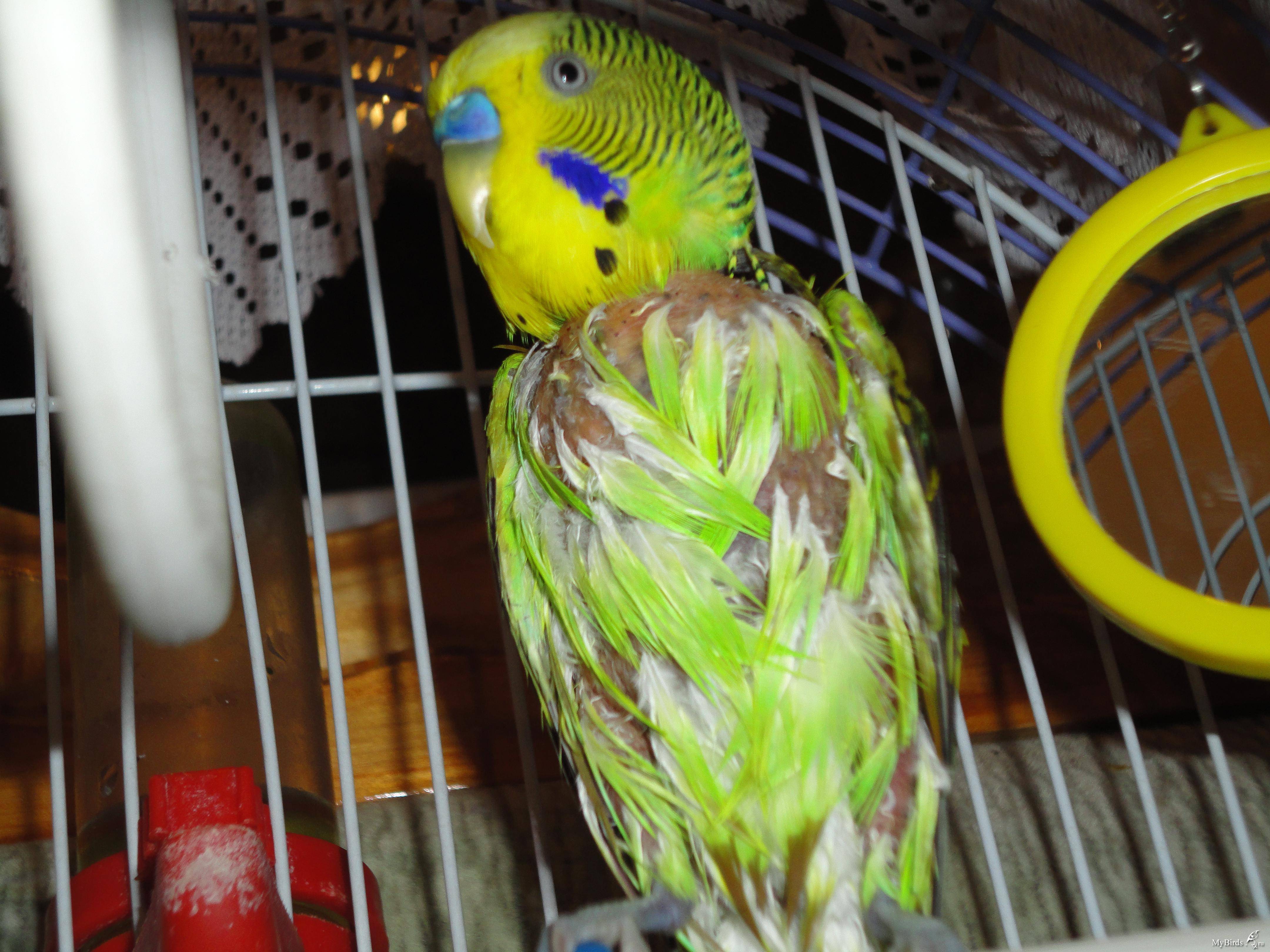 Самоощипывание попугаев: причины и способы предотвращения