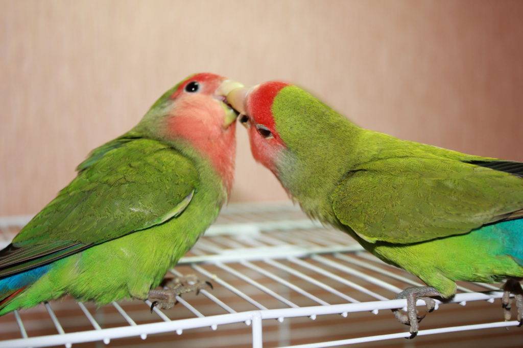 Уход и содержание попугаев-неразлучников в домашних условиях