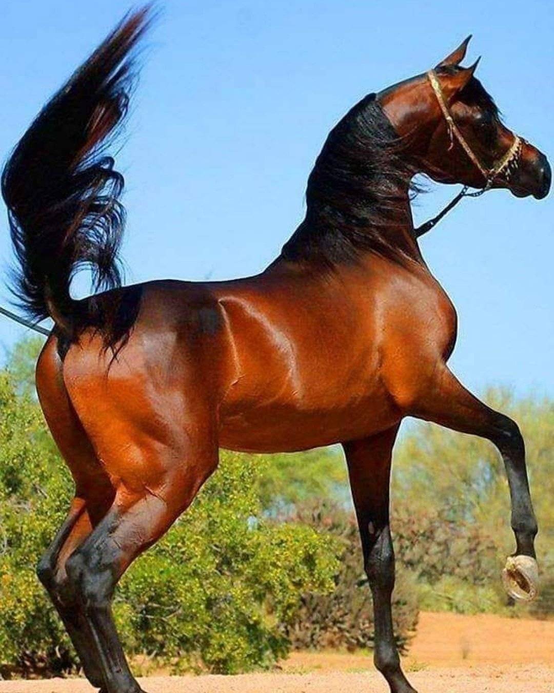 Арабская порода лошади
