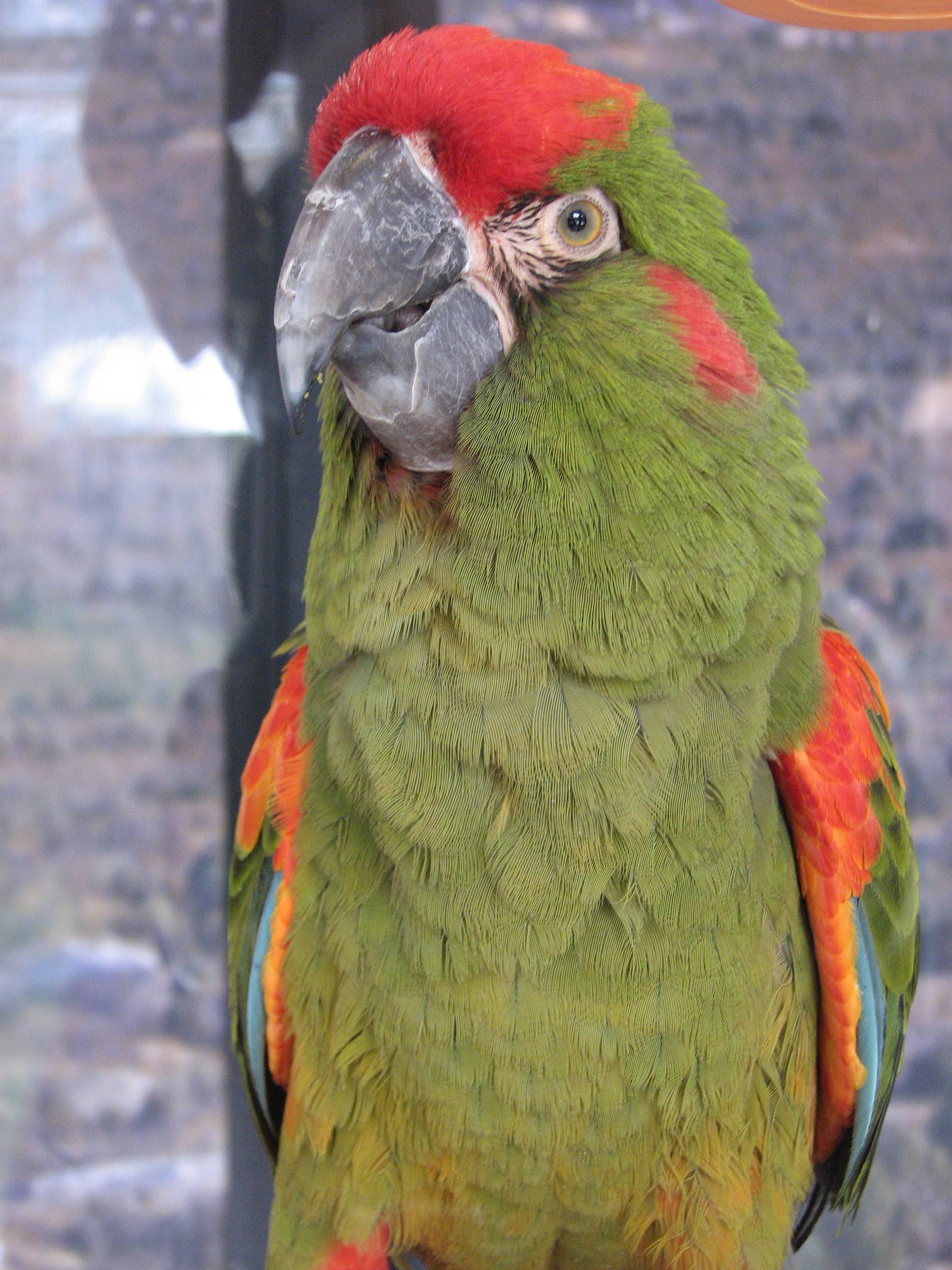 Голубой ара – фото, описание, ареал, рацион, враги, популяция