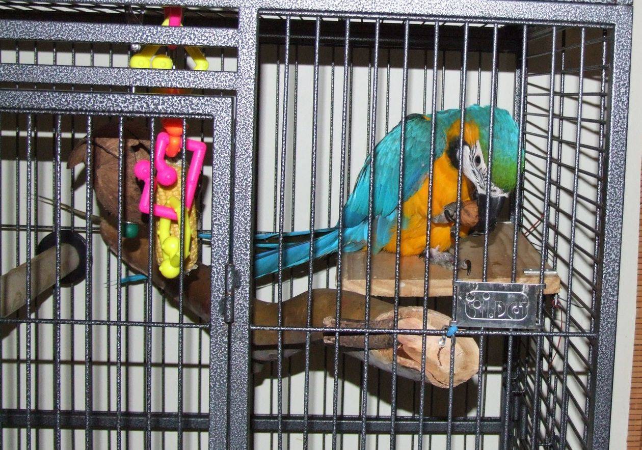 Как поймать попугая и загнать в в клетку