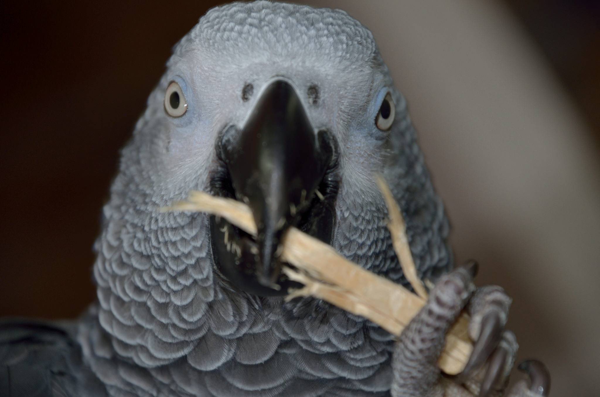 Самый умный в мире попугай алекс, топ 10 умных пород