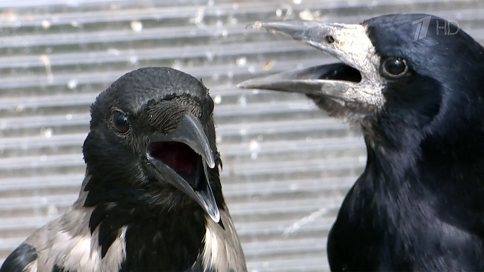 Опасная птица — ворона: как защититься от нападения