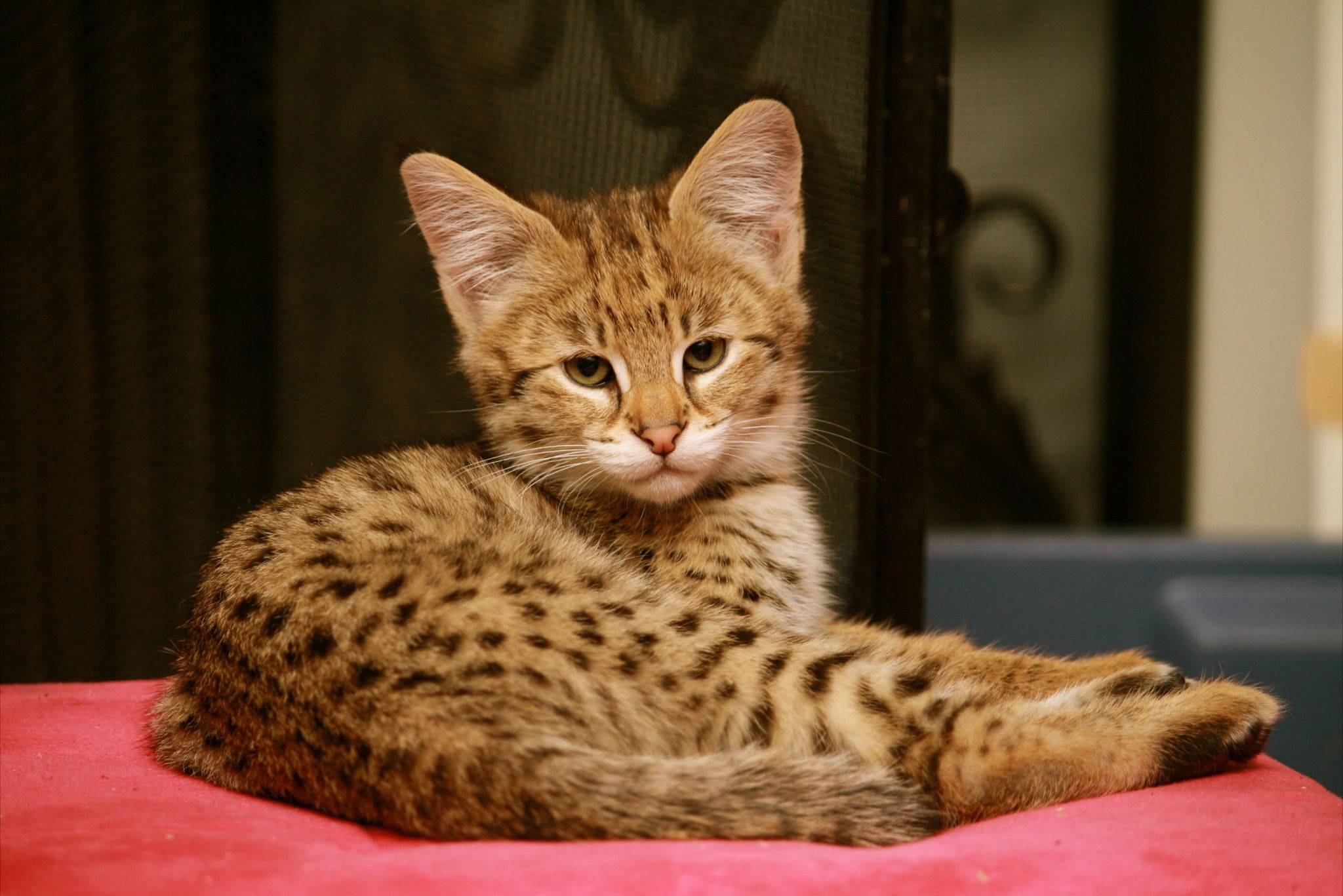 Кошка саванна: стандарт породы с фото, характер животного и особенности ухода, стоимость котят