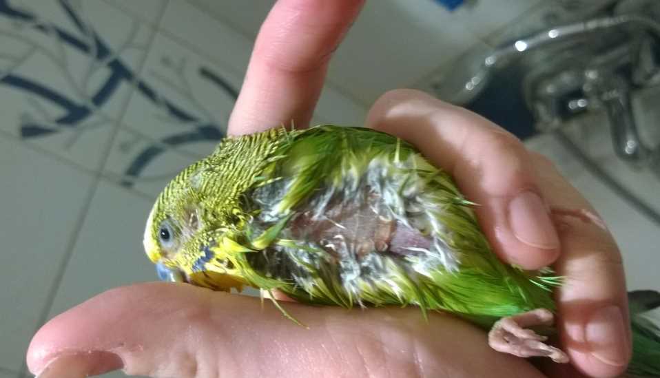 Болезни волнистых попугаев