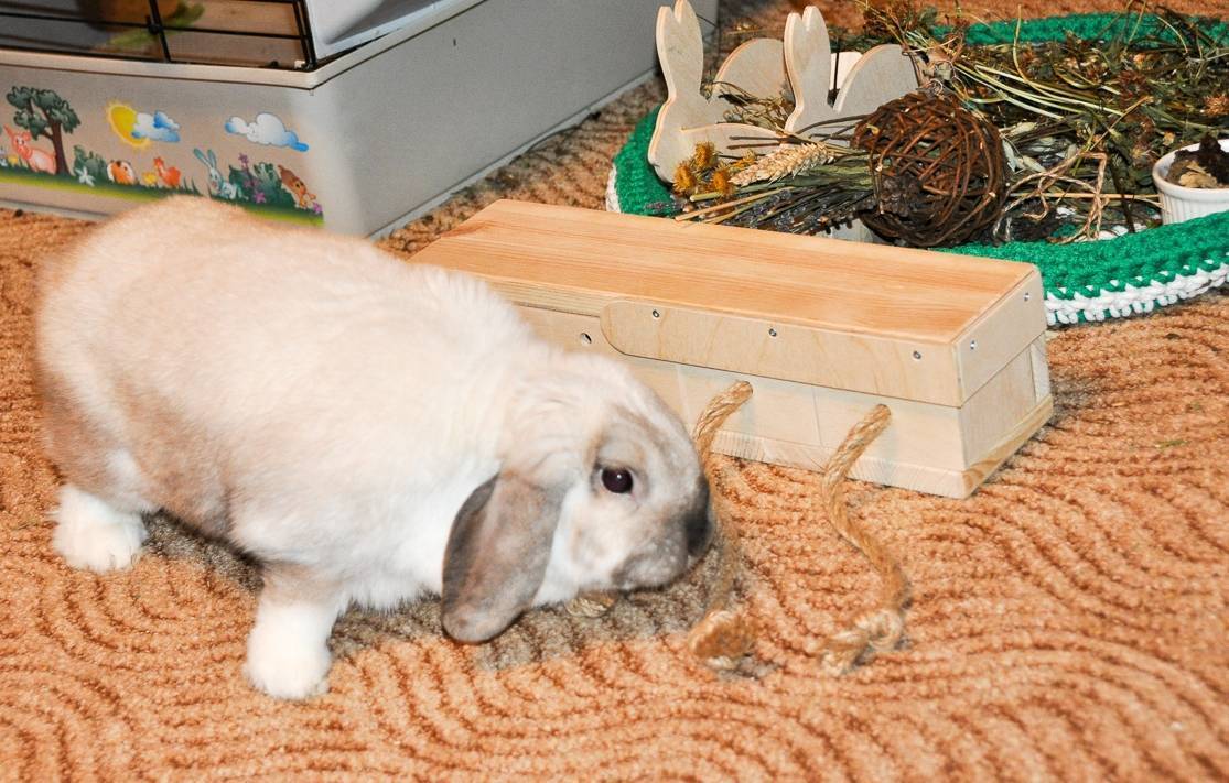 Положительные и отрицательные отзывы о содержании декоративных кроликов в городских квартирах