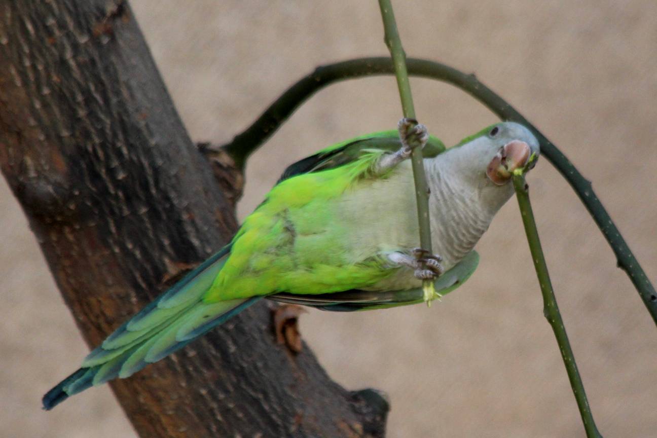 Попугай-монах или калита | зеленый попугай