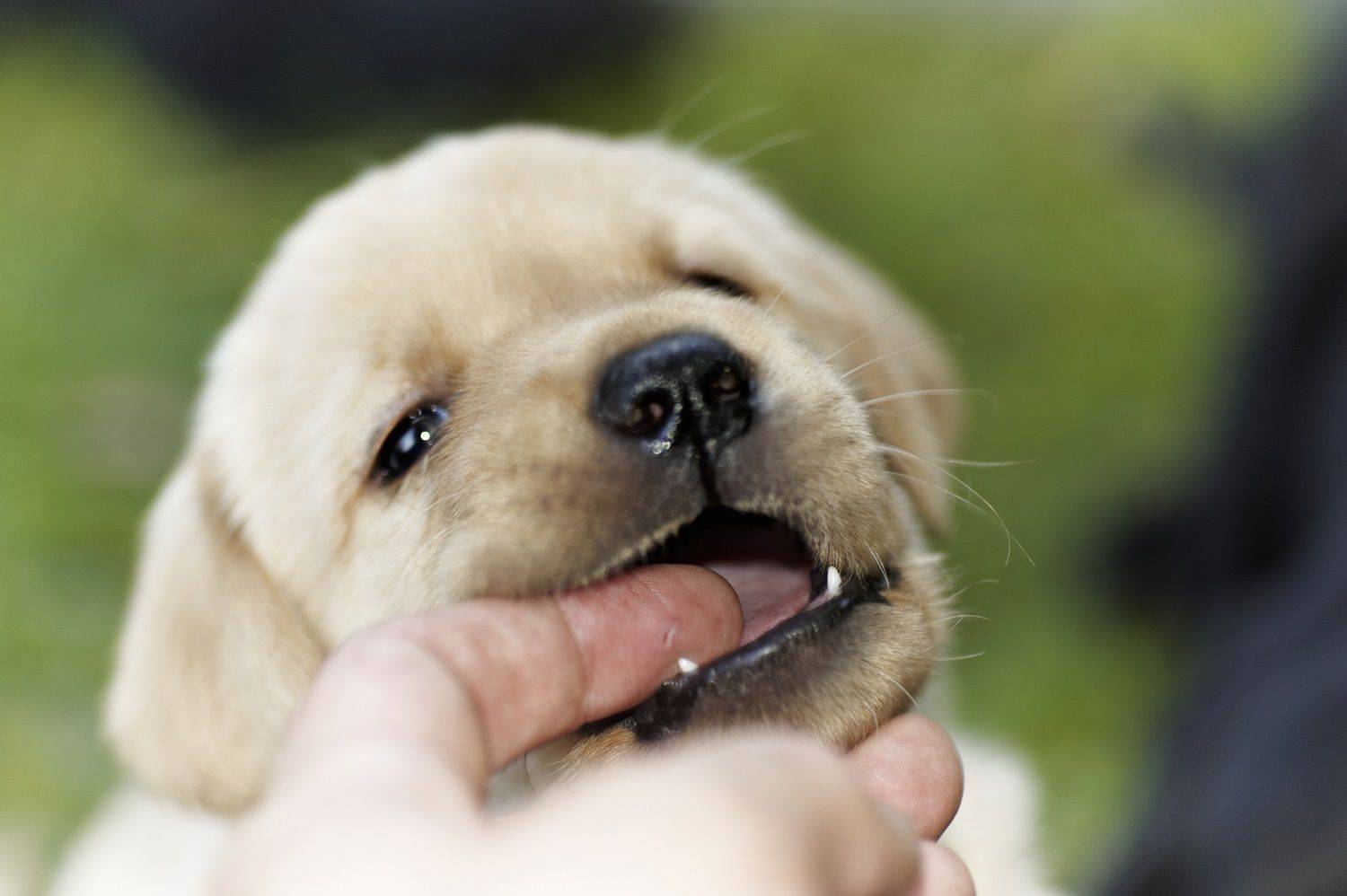 Как отучить щенка кусаться при прорезывании зубов. ошибки заводчиков: новости, животные, собаки, кошки, зубы, здоровье, щенок, домашние животные