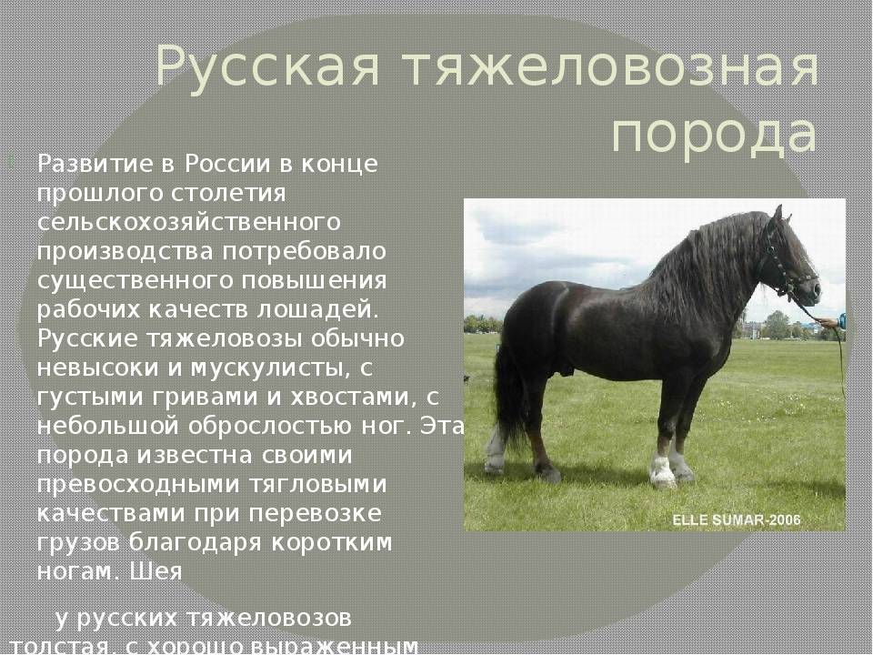 Лошадь: все самое интересное - породы, содержание и уход, фото