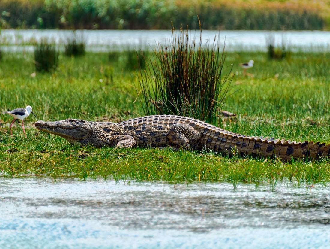 Крокодилы: описание животного, сколько живут, среда обитания