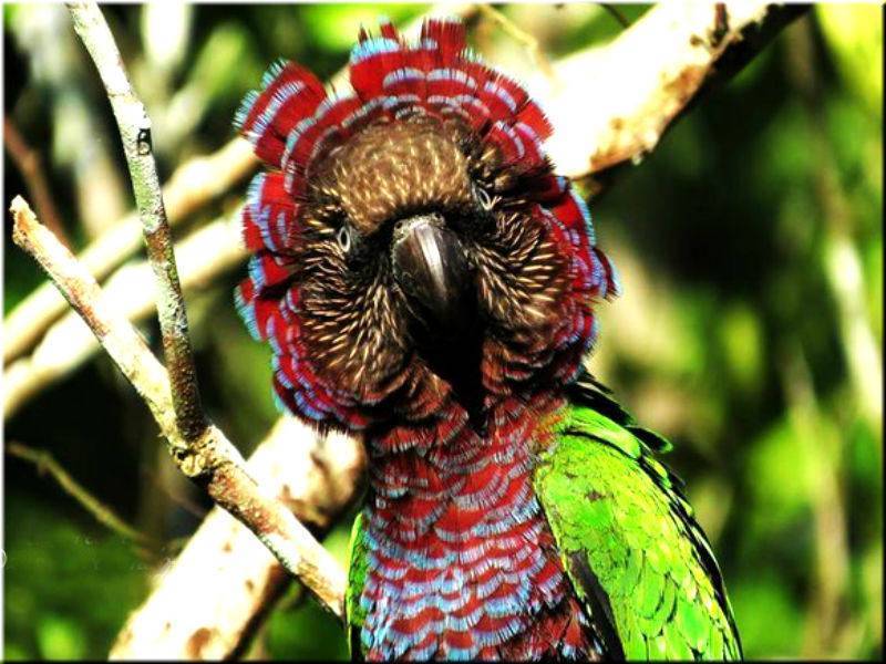 ? попугай жако (серый попугай): продолжительность жизни, описание, фото