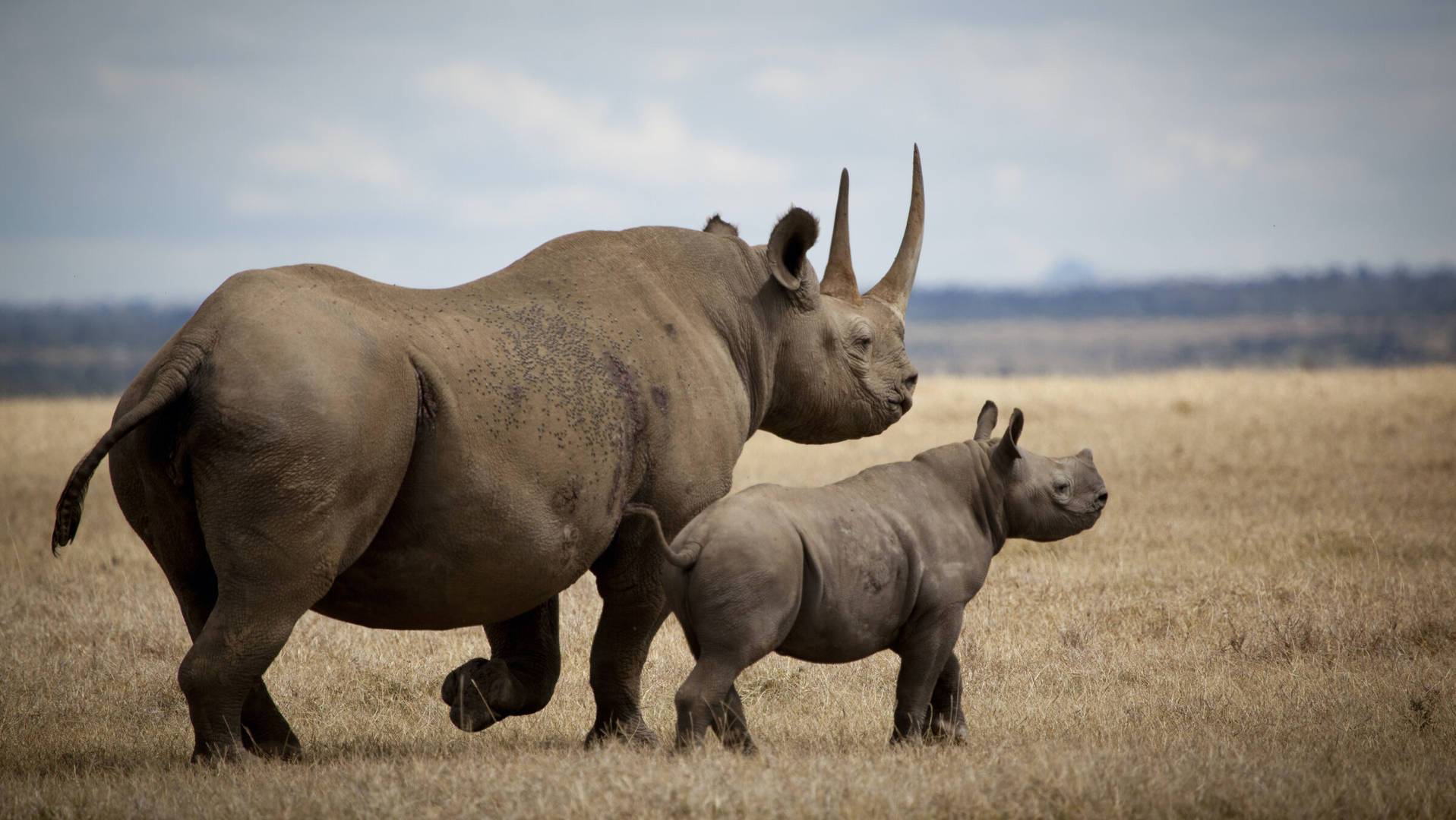 Эласмотерий, балухитерий и индрикотерий – ископаемые безрогие носороги