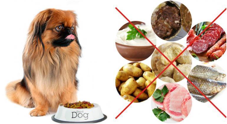 Как правильно кормить собаку сухим кормом