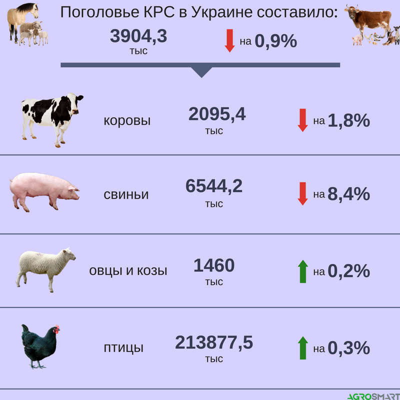 Налог на домашних животных 2019 в россии, правда или нет: сколько нужно платить за одного кота, за собаку, обязательный или нет