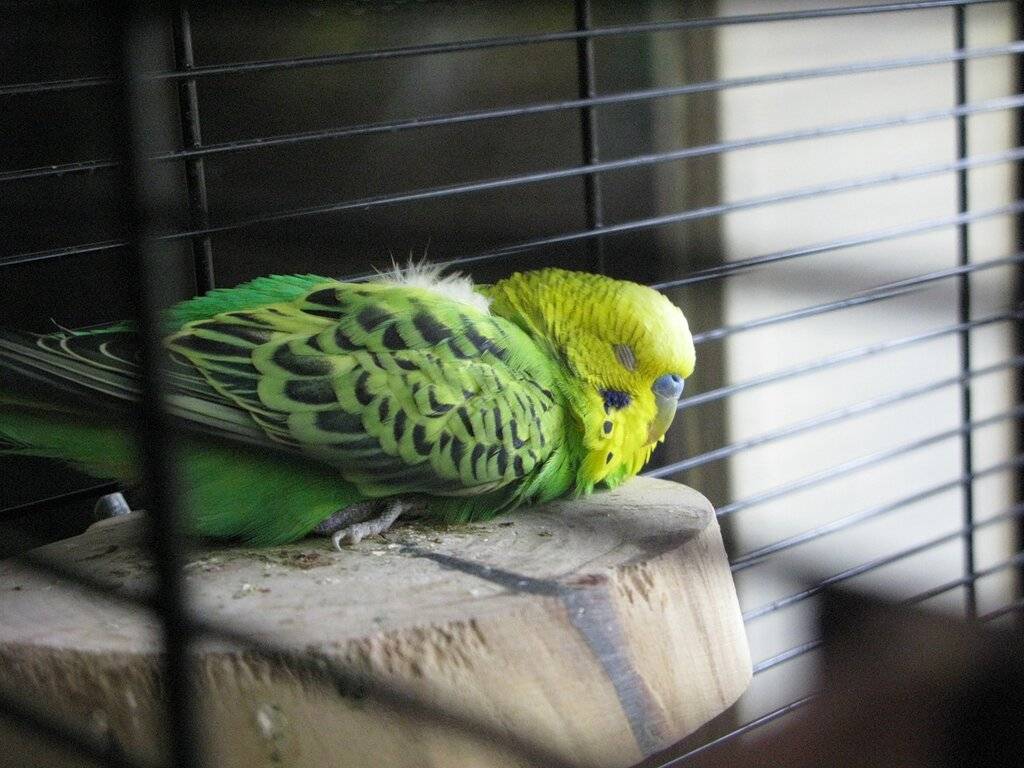 Как спят волнистые попугаи: подробное руководство