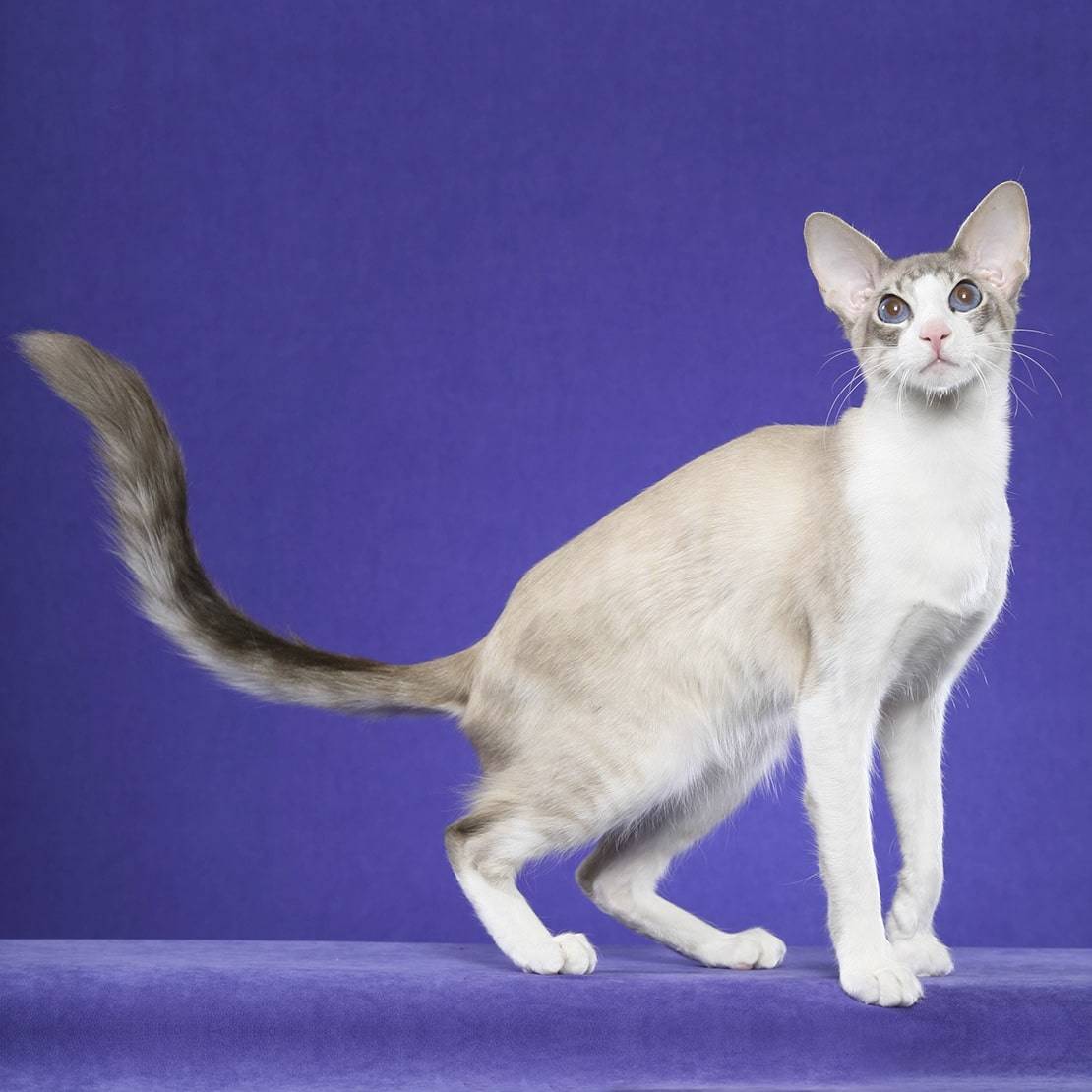 Британская длинношерстная кошка: все о кошке, фото, описание породы, характер, цена