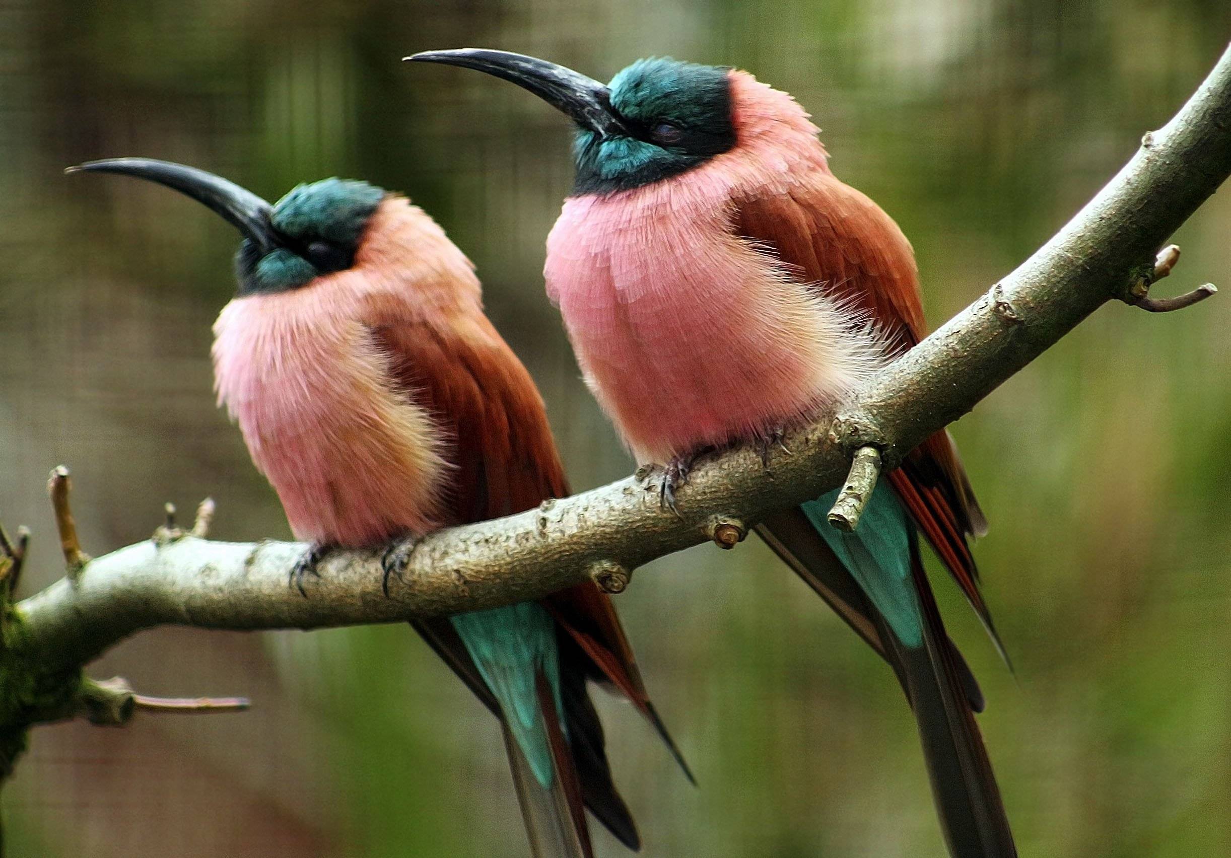 Топ самых красивых птиц в мире: фото, видео, названия, описание