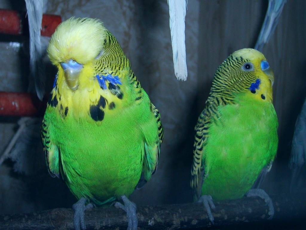Волнистый попугай чех (выставочный): содержание и уход