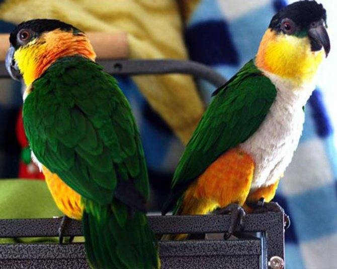 Черноголовый попугай каик - описание, фото, уход и содержание