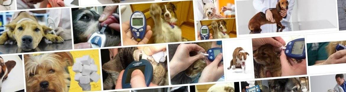 Сахарный диабет у собак: клиническая картина, лечение, профилактика | блог ветклиники "беланта"