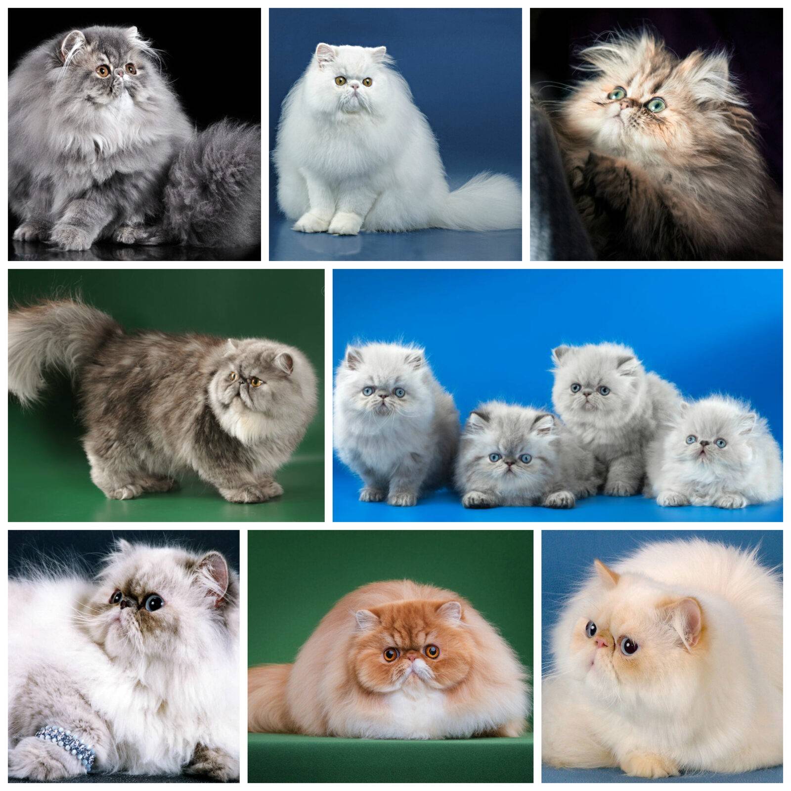 Персидская кошка: фото, цена котенка, история и характеристика породы, типичные болезни кошки