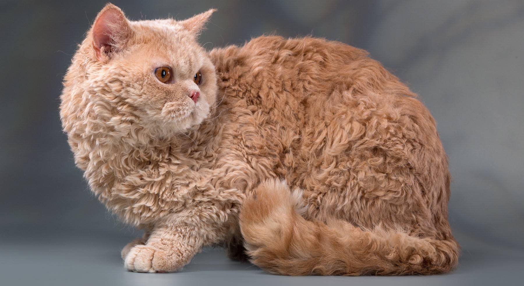 Селкирк рекс – порода длинношерстных котов с незабываемой внешностью